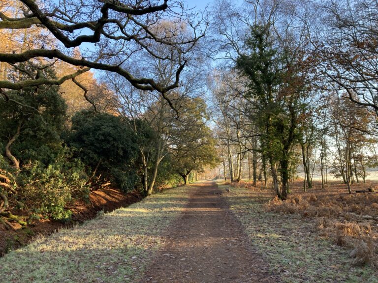 A frosty woodland track running between bare winter trees under a clear blue sky